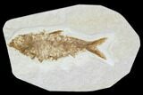 Bargain, Fossil Fish (Knightia) - Wyoming #104610-1